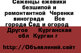 Саженцы ежевики безшипой и ремонтантной. Черенки винограда . - Все города Сад и огород » Другое   . Курганская обл.,Курган г.